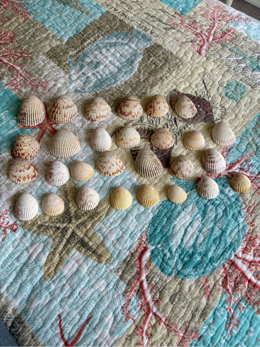 Atlantic Giant Cockle Sea Shell Collection - Assorted White, Cream & Brown